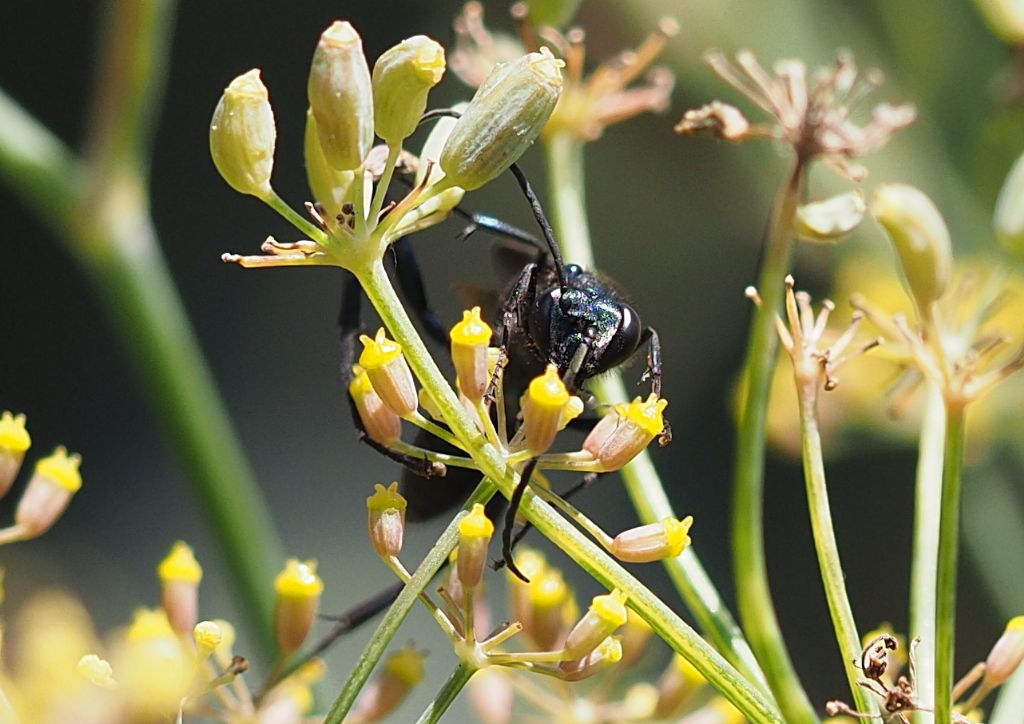 Sphecidae: Chalybion californicum